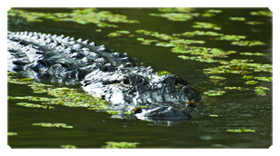 DSC700 300 Alligator